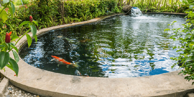 druhy-jezirkovych-ryb