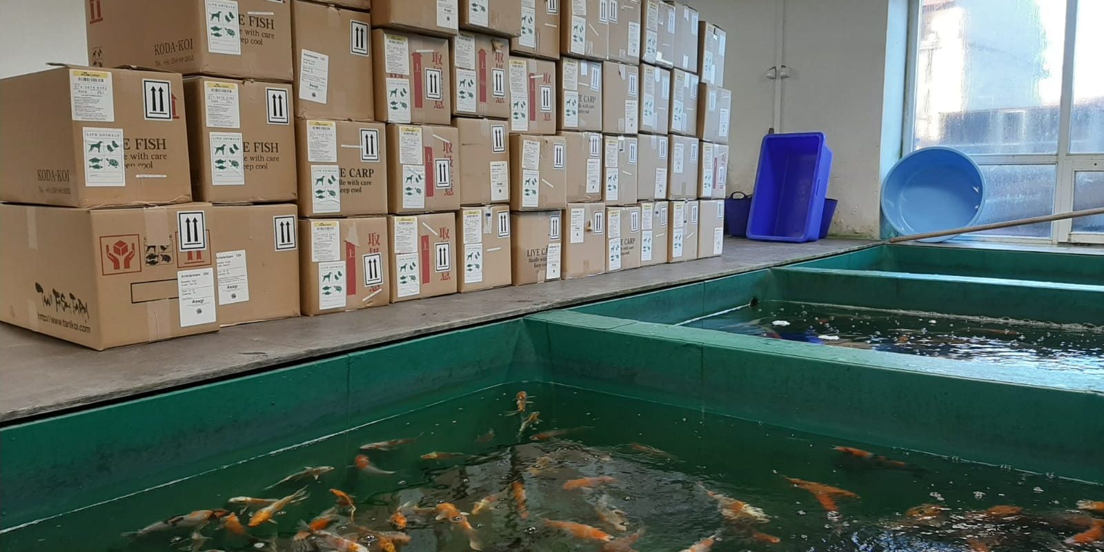 koi-kapr-prodej-2021