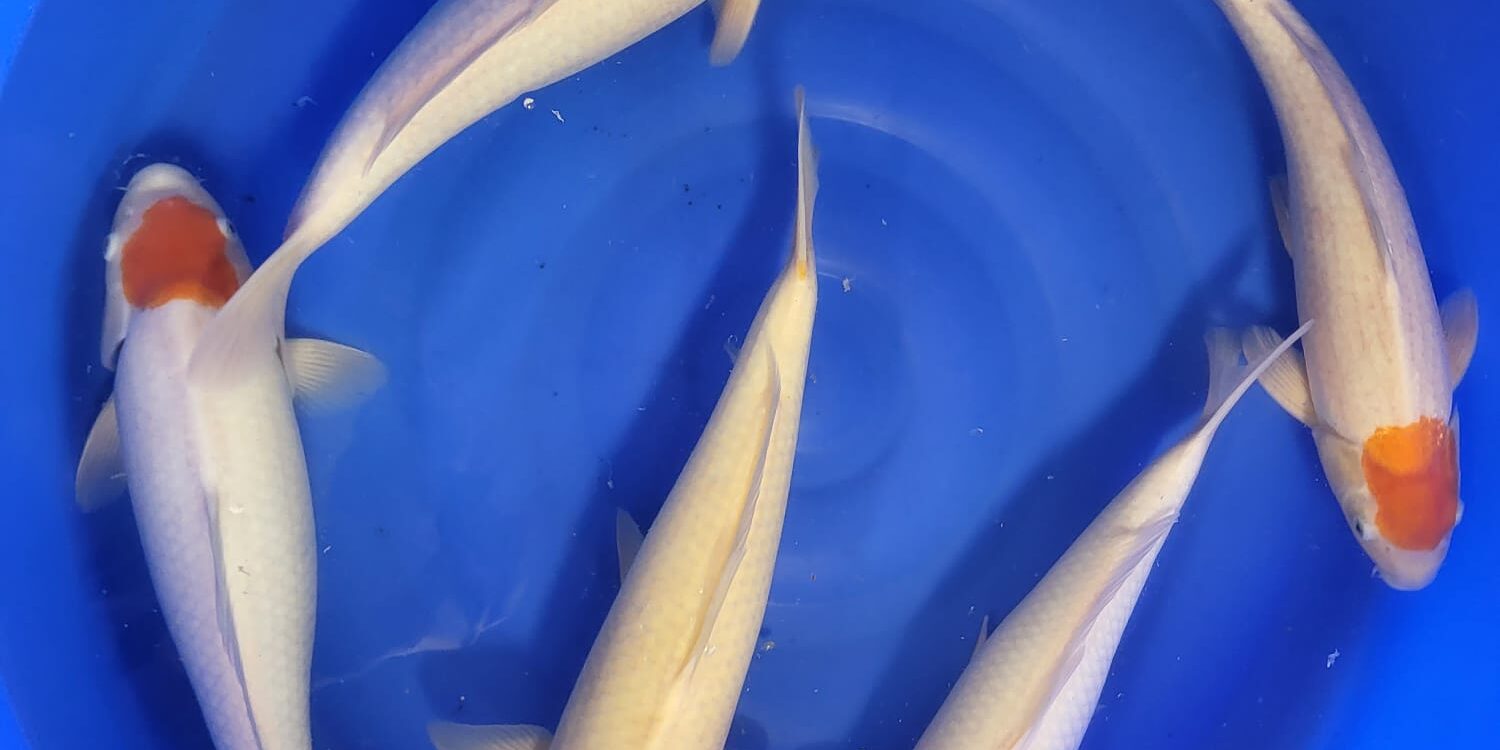 Tancho Kohaku chovatel NND stáří Nisai velikost 40-44cm cena 8.800kč nádrž č.9