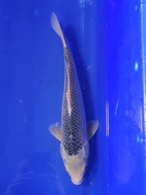 Asagi cena 5.500 Kč