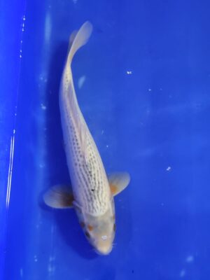 Asagi cena 6.000 Kč