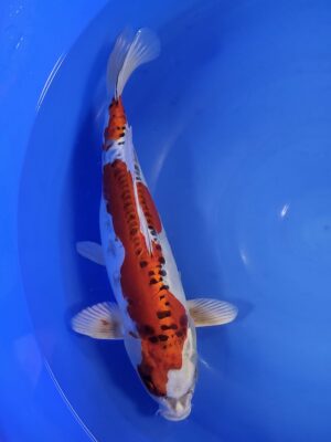 Benikikokuriu cena 8.900 Kč