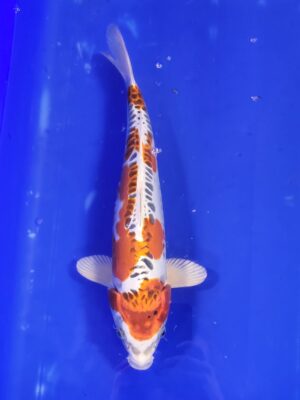 Benikikokuriu cena 6.500 Kč