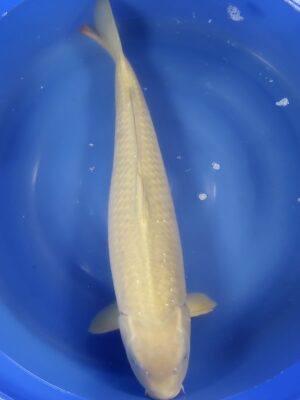 Chagoi cena 29.500 Kč