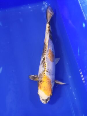 Doitsu KinShowa cena 6.300 Kč