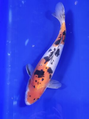 Doitsu Sanke cena 6.500 Kč