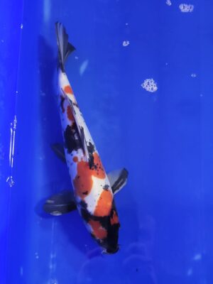 Doitsu Showa cena 6.500 Kč