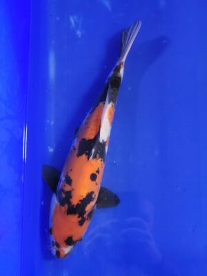 Doitsu Showa cena 6.500 Kč