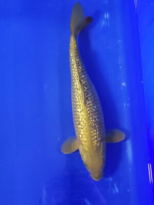 GR.Chagoi cena 6.500 Kč