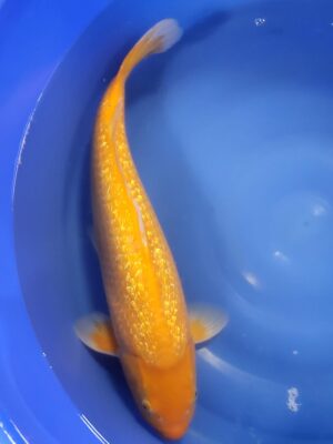 GR.Karashigoi cena 22.400 Kč