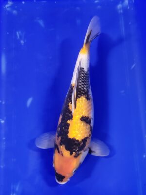 GR.Showa cena 6.500 Kč