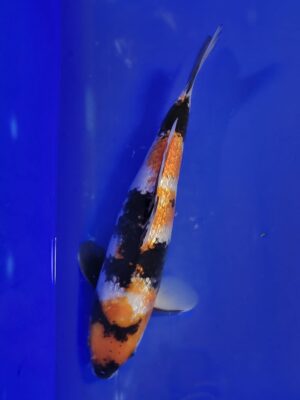 GR.Showa cena 6.500 Kč