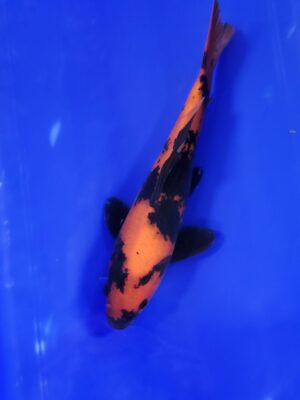 Hi Utsuri cena 5.500 Kč