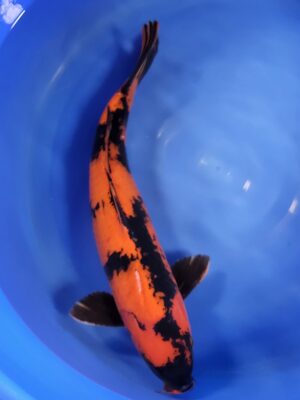 Hi Utsuri cena 27.500 Kč