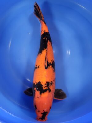 Hi Utsuri cena 28.500 Kč