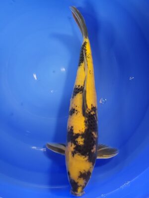 KinkiUtsuri cena 9.200 Kč