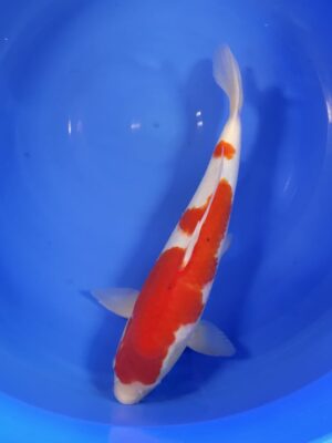 Kohaku cena 9.200 Kč