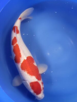 Kohaku cena 21.200 Kč