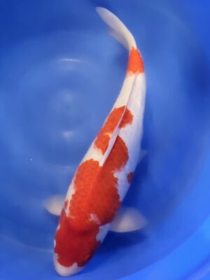 Kohaku cena 26.500 Kč