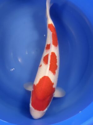 Kohaku cena 28.500 Kč