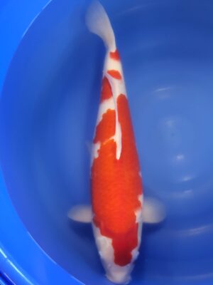 Kohaku cena 24.200 Kč