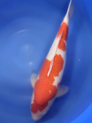 Kohaku cena 26.400 Kč