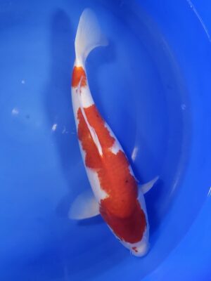 Kohaku cena 7.800 Kč