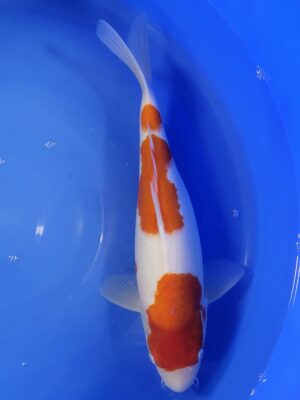 Kohaku cena 9.200 Kč