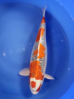 Kujaku cena 26.600 Kč