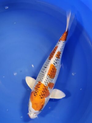 Kujaku cena 8.500 Kč