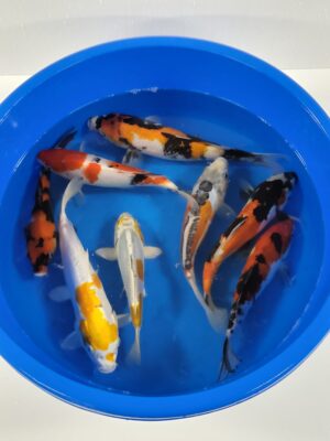 Miyatora Mix cena 1200-1500 Kč