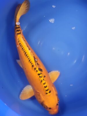 Mizuho Ogon cena 27.500 Kč