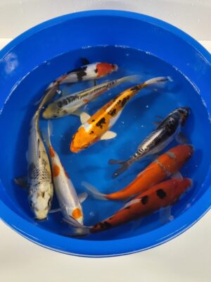 Nisai Mix 2 cena 1200-1500 Kč
