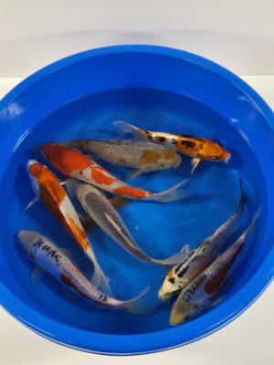 Nisai Mix cena 1200-1500 Kč