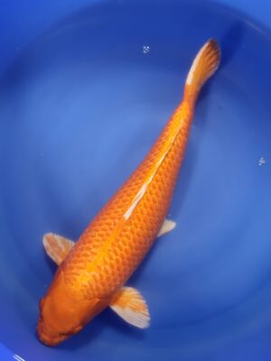 Orengji Ogon cena 25.800 Kč