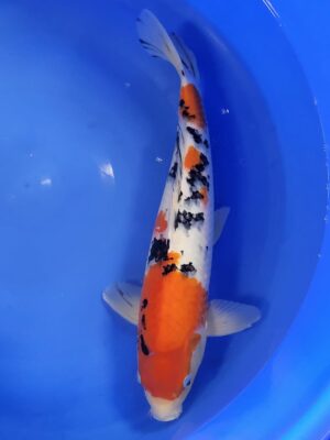 Sanke cena 9.200 Kč