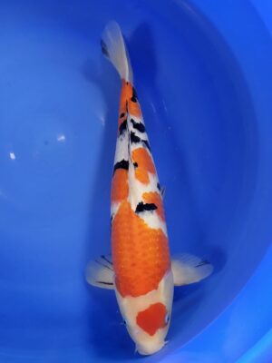 Sanke cena 8.200 Kč