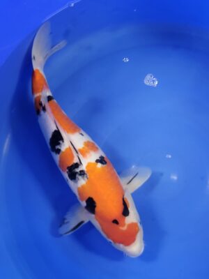 Showa cena 8.900 Kč