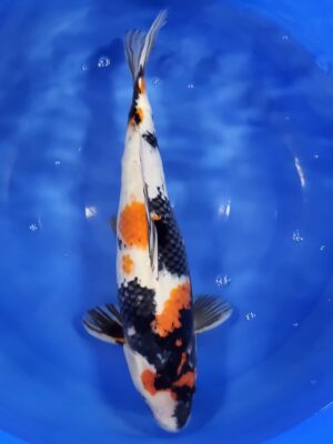 Showa cena 21.500 Kč