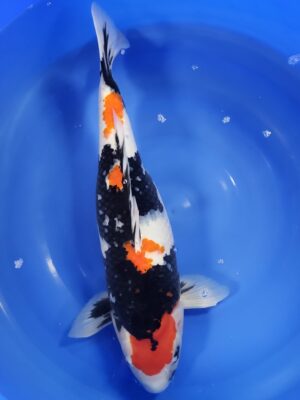 Showa cena 28.900 Kč