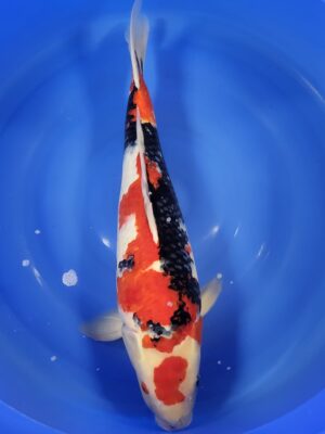 Showa cena 25.800 Kč