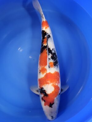 Showa cena 26.500 Kč