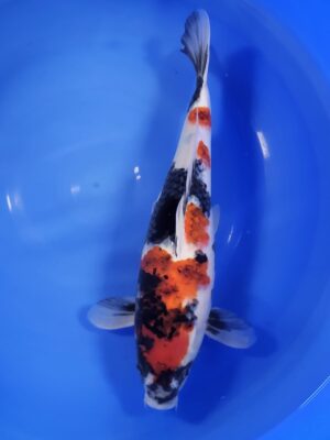 Showa cena 8.900 Kč