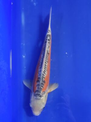 Shusui cena 6.100 Kč