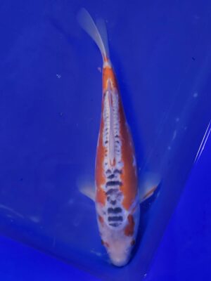 Shusui cena 6.000 Kč