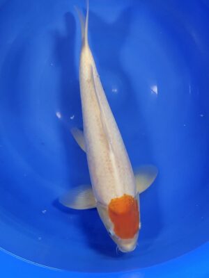 Tancho Kohaku cena 9.100 Kč