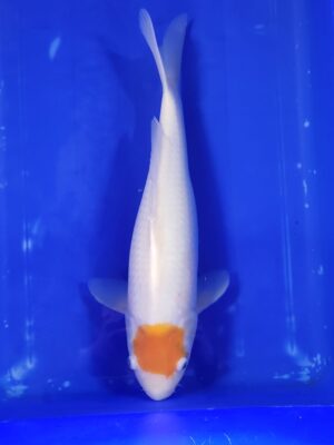 Tancho Kohaku cena 6.500Kč