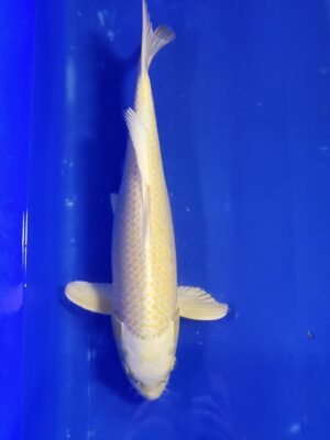 Yamabuki cena 6.500 Kč