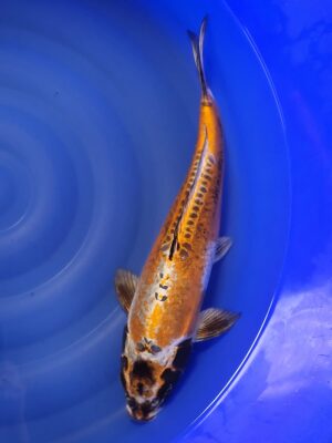 Beni Kikokuryu cena 8.500 Kč