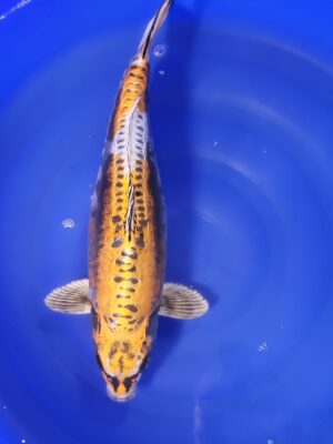 Beni Kikokuryu 24.800 Kč